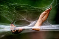 Captured by the Web (HDR)