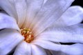 Revelation of Life