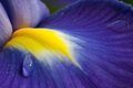 Japanese Iris