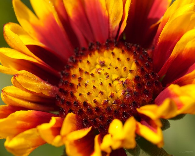 The Marvel of Life