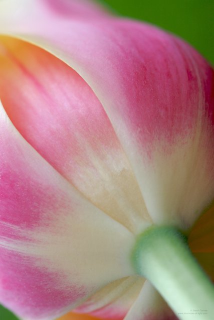 Tulip