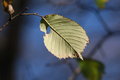 Last Leaf in Autumn
