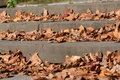 Autumn Leaves