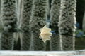 Lily Reflection
