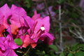 I don't know the name of these flower