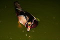 Ducky