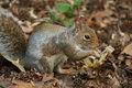 Squirrel in Central Park