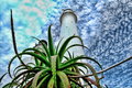 vibrance_7.jpg