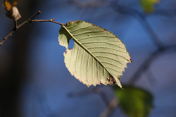 Last Leaf in Autumn
