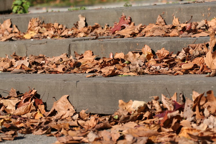 Autumn Leaves