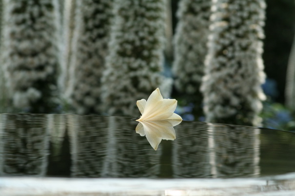 Lily Reflection