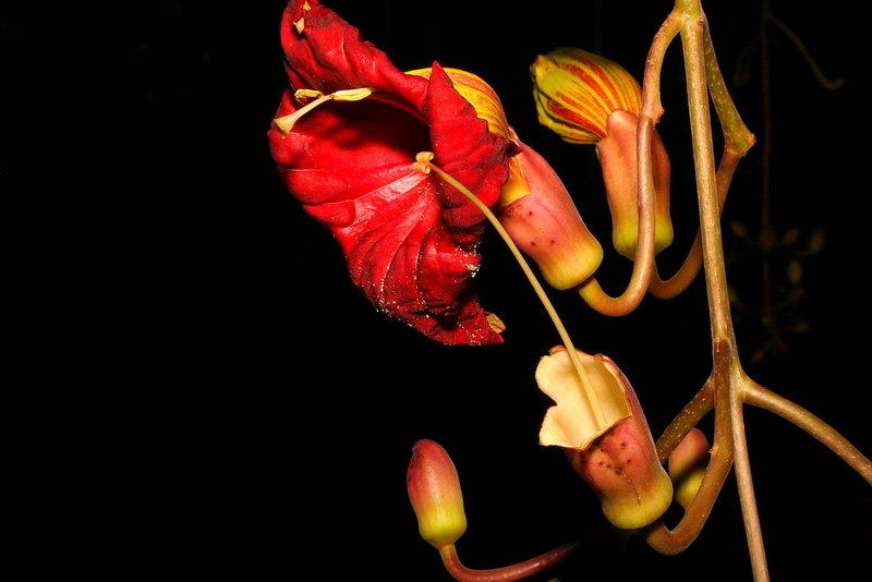 NIght Flowers