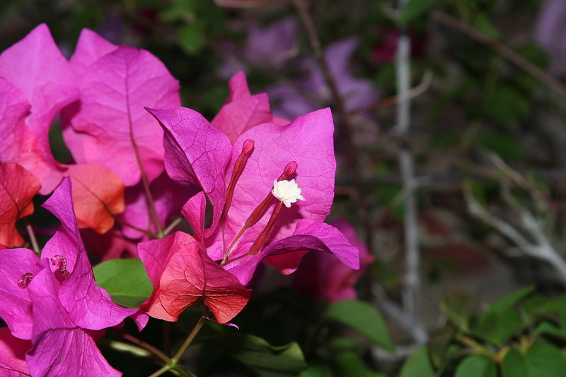 I don't know the name of these flower
