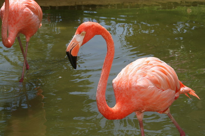 Flamengo