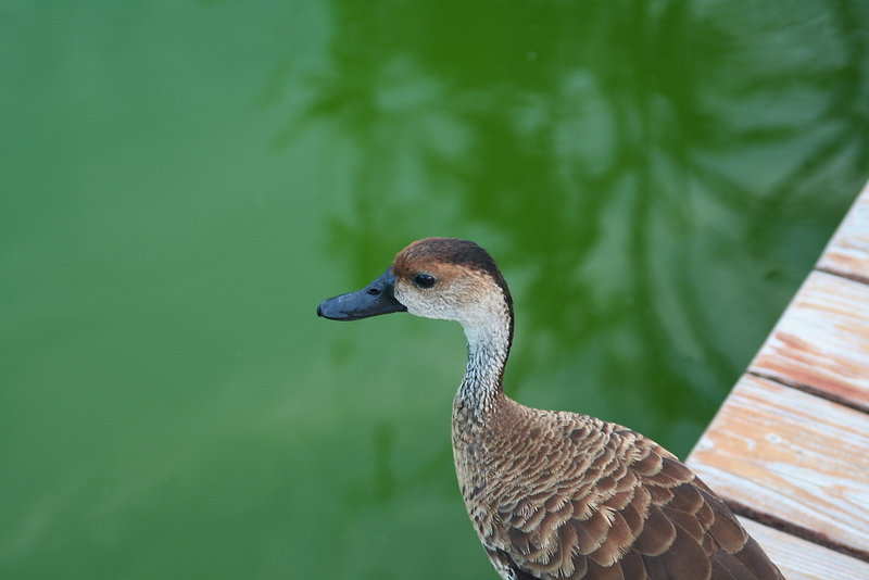 Umm...Duck?