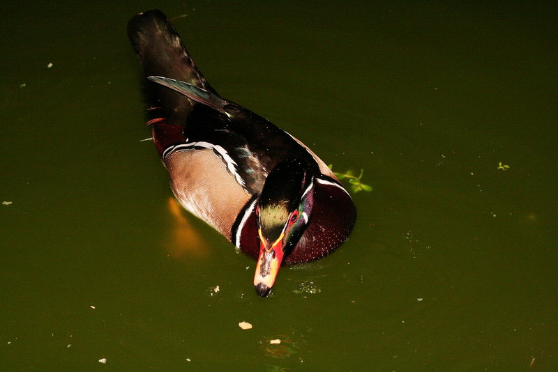 Ducky