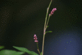 purple-flower.gif