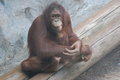 Bornean Orangutan