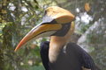 Great Indian Hornbill