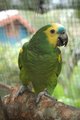 Parrott