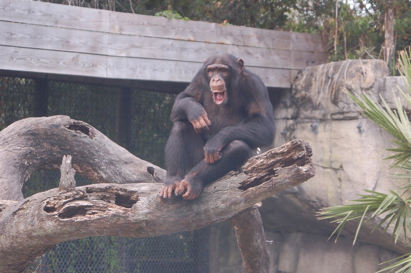 Chimpanzee
