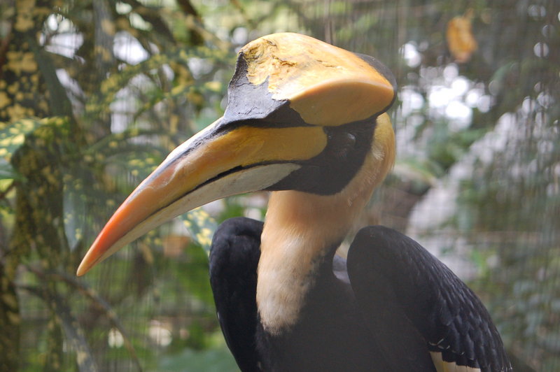 Great Indian Hornbill