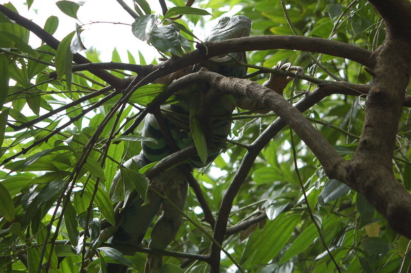 Iguana