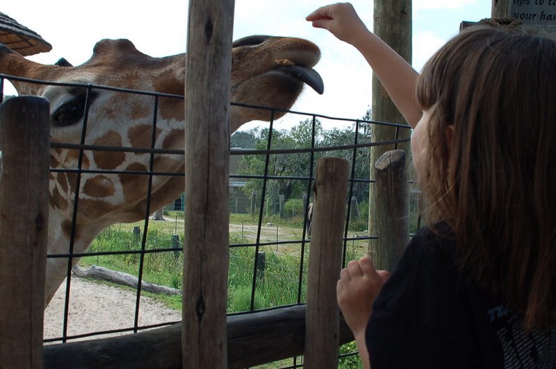 Feeding The Giraffe