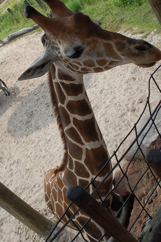Reticulated Giraffe