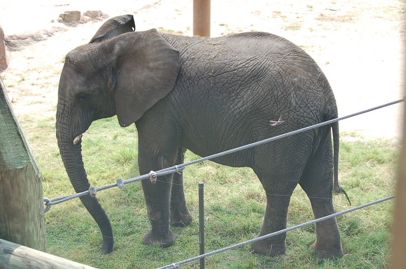 Baby Affrican Elephant