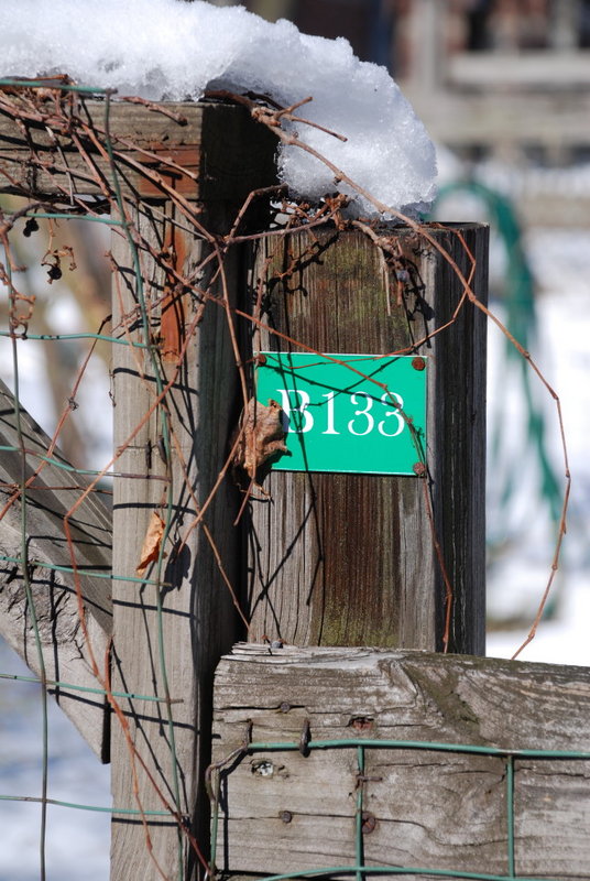 Snowy Fence 133