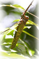 grasshopper.jpg