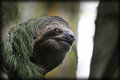 slothface.jpg