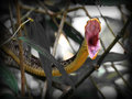 snake1.jpg