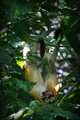 squirrel1.jpg
