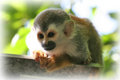 squirrel2.jpg