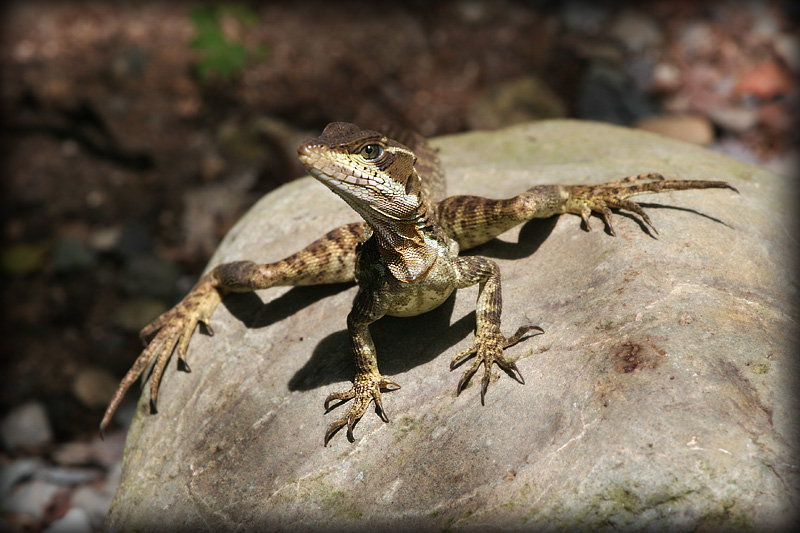 femalejesuslizard2.jpg