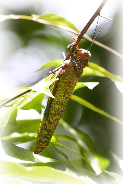 grasshopper.jpg