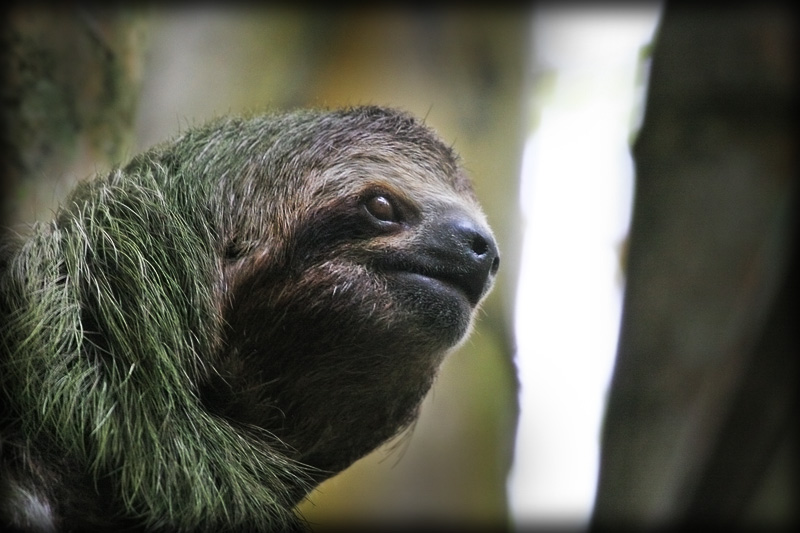 slothface.jpg