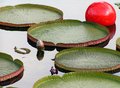 LILY POND 2.jpg