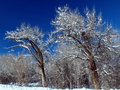 dualtreelean6181.jpg