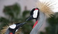 crane1527.jpg