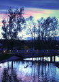 Pond at Harlequin Plaza0051.jpg