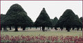 hampton ct garden6adpc.jpg