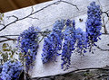 blueflowP1010090.jpg