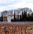 vineyardP1010105.jpg