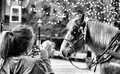 DSC_0145horsepose.jpg