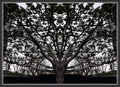 alien tree ink blot 0055.jpg