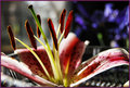 DSC_0027aa.jpg