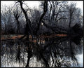 DSC_0024swamppondreflect.jpg
